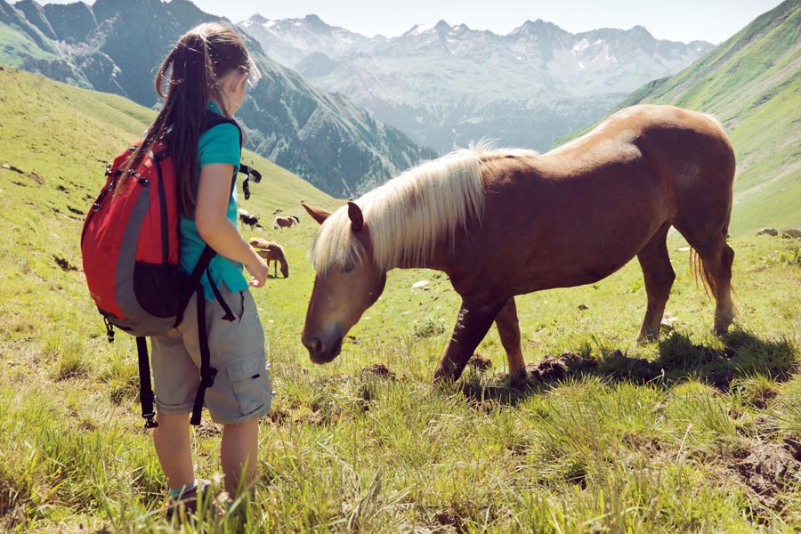 Pferdekoppel im Sommer