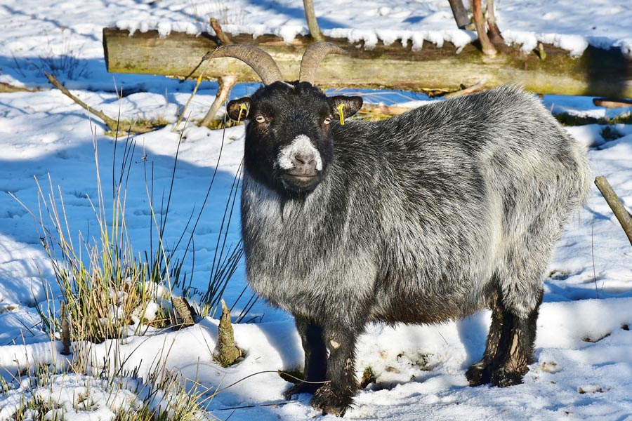 Ziege im Winter